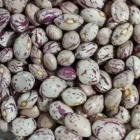 لوبیا چیتی وسفید