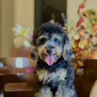 سگ پا کوتاه|سگ|تهران, شهرک چیتگر|دیوار