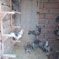 پلاکی