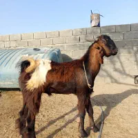فروش دوتا نری|حیوانات مزرعه|چابهار, |دیوار