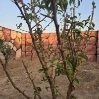 باغ و باغچه ۲۴۰ متری/سندتکبرگ/نگهبانی فول تایم