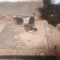 مرغ و ۷ جوجه بیست روزه