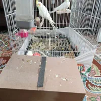 دو عدد عروس هلندی جوان و مولد کارداده لوتینوباقفس