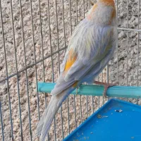 قناری نقره ای نرمست شلاقی .انگشتر.سهره.عروس هلندی|پرنده|کرمانشاه, |دیوار