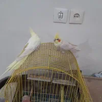 عروس هلندی لوتینودستی|پرنده|شهرکرد, |دیوار