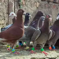 18 تا نر بور بی‌نظیر کبوتر شهرستانی