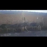 شتر مرغ 4ماهه|حیوانات مزرعه|سبزوار, قصبه اب یمین|دیوار