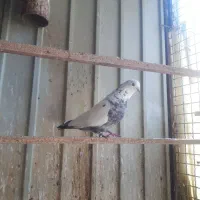 کفتر نر