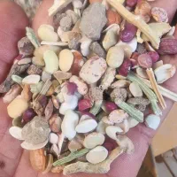 ضایعات لوبیا   نخود دامی خوراک دامی