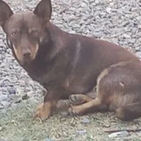 واگذاری پاکوتاه نر|سگ|بناب, |دیوار