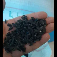 تخمه  بذری فروشی روغنی شمس وبرای پرنده