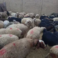 میش و بز داشتی|حیوانات مزرعه|آباده, |دیوار