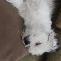 واگذاری سگ باردار