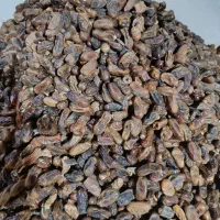 خارک خرما ، خرمای ضایعاتی ، غذای دام ، خرمای امسال