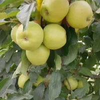 خاص ترین ارقام نهال پیوندی