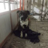 سگ نژاد دار