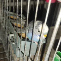 عروس هلندی|پرنده|شیراز, شاه قلی بیگی|دیوار