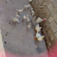 بوقلمون و جوجه بوقلمون سالم