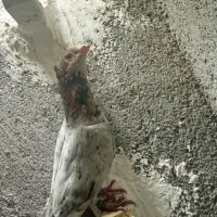 کفتر سار ماده