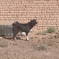 سگ نگهبان|سگ|قم, ولیعصر|دیوار