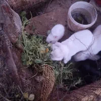 بچه خرگوش لپ|موش و خرگوش|رفسنجان, |دیوار