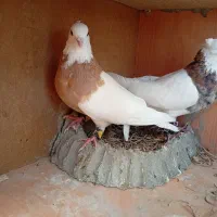 تعدادی طوقی|پرنده|تهران, هلال احمر|دیوار