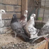 کفتر