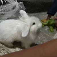 خرگوش