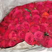 پخش عمده داوودی.رزایرانی وهلندی،قلم فوروگلایل|گل و گیاه طبیعی|شیراز, شیخ علی چوپان|دیوار