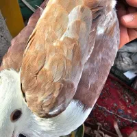 کربلایی سرسفید مخملی کلاهی|پرنده|کرمان, |دیوار