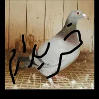 کبوتر‌پلاکی