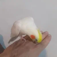 فروش عروس هلندی نر و ماده بالغ|پرنده|چالوس, |دیوار