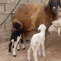 گوسفند و بز ماده دوقلو زا و یک گوسفند شیر خوار