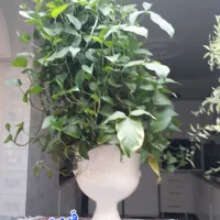گل طبیعی|گل و گیاه طبیعی|هرسین, |دیوار