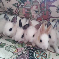 خرگوش کوچولو|موش و خرگوش|وحیدیه, |دیوار