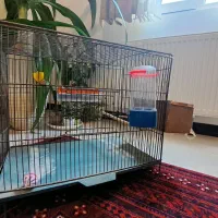 ۲ عدد قفس بزرگ با لانه