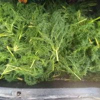 جاشیر طبیعی کوهی خوراکی