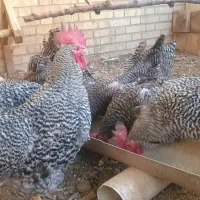 مرغ و خروس امروک پلیموت راک