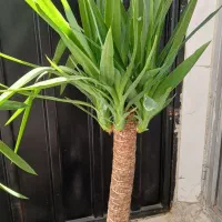 یوکا.سانسوریا.زاموفیلیا بلک.پتوس.