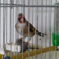 سهره کرمانی جفت آماده تخم