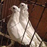 یک جفت کبوتر سفید کاکلی|پرنده|اصفهان, سرچشمه|دیوار