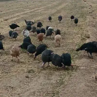 بوقلمون محلی