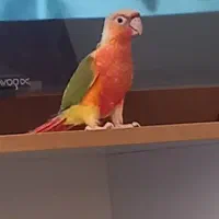 پرنده|پرنده|تربت‌حیدریه, کوه سنگی|دیوار