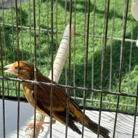 فروش سهره قناری