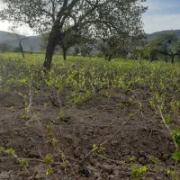 زمین مشجر واقع در جاده اصلی ملایر(فیجان)