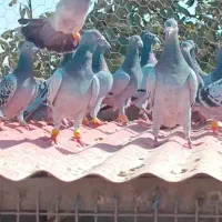 کبوترکبوترپلاکی|پرنده|قزوین, |دیوار