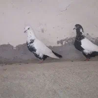 نروماده دم سیاه به شرط تخم جوجه پرش