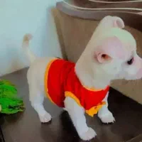 پام پودل، خــ. رسی رـوباهی، از 3900|سگ|تهران, توحید|دیوار