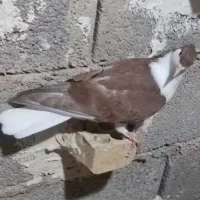 سیدی سرخ کاکلی