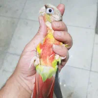 جوجه گرینچیک